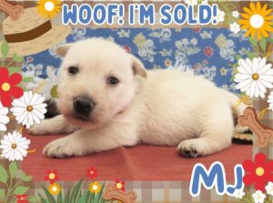 Home 11 MJ 4wk FT 3