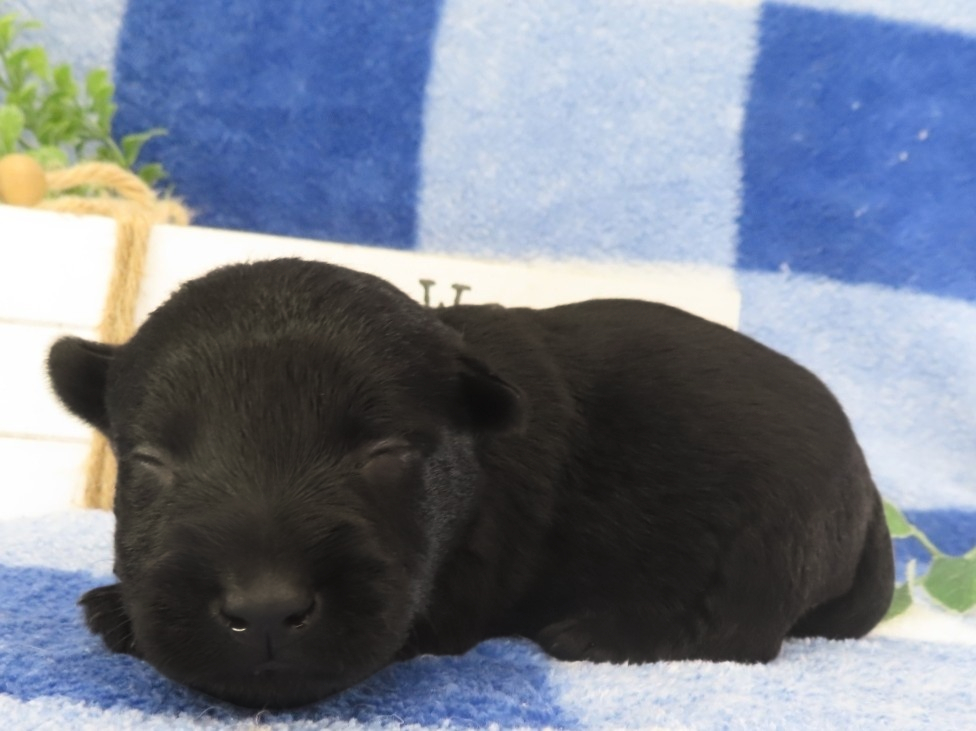 Mandie 2wk