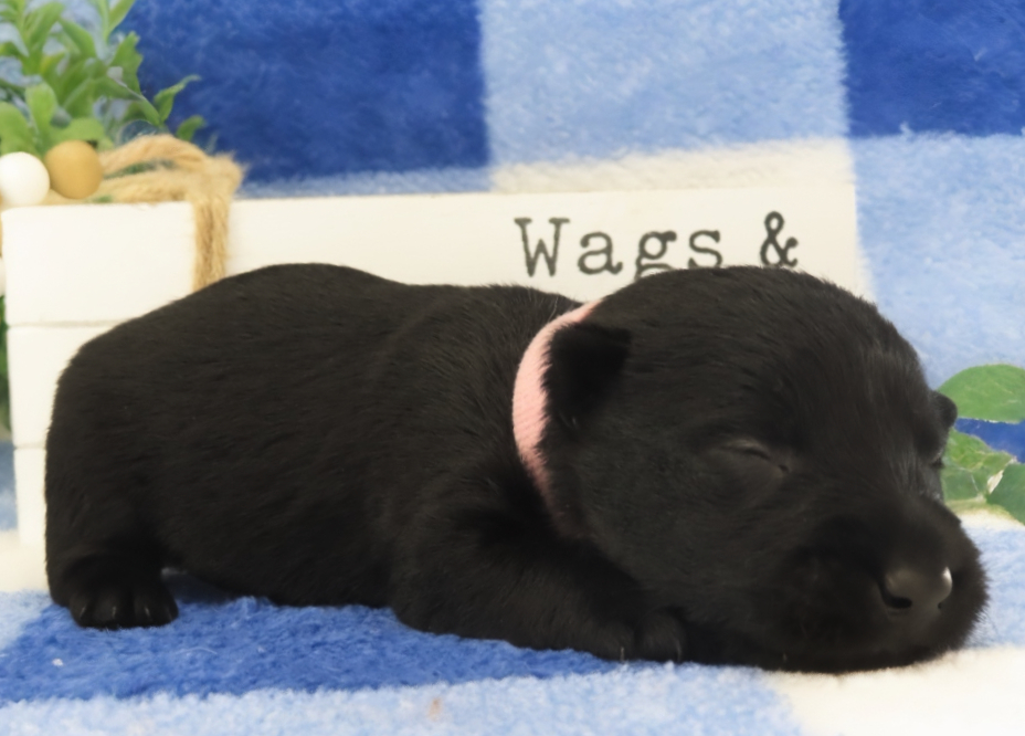 Mandie 2wk