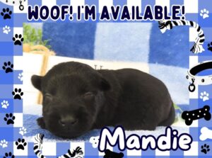 Mandie 2wk FT