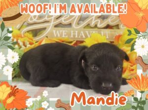Mandie 3wk FT