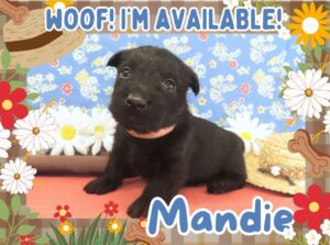 Home 13 Mandie 4wk FT