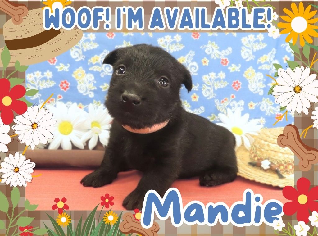 Mandie 4wk FT