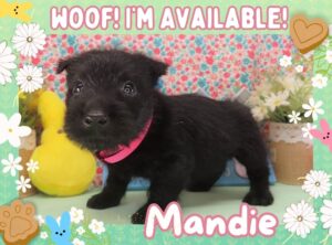 Mandie 5wk FT