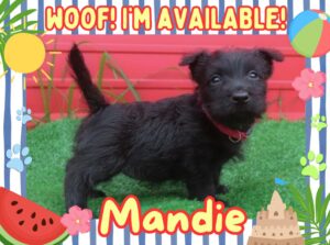 Home 12 Mandie 6wk FT