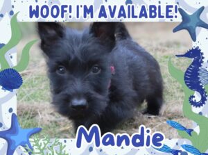 Mandie 9wk FT
