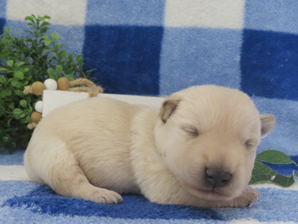 Maximillion 2wk 4