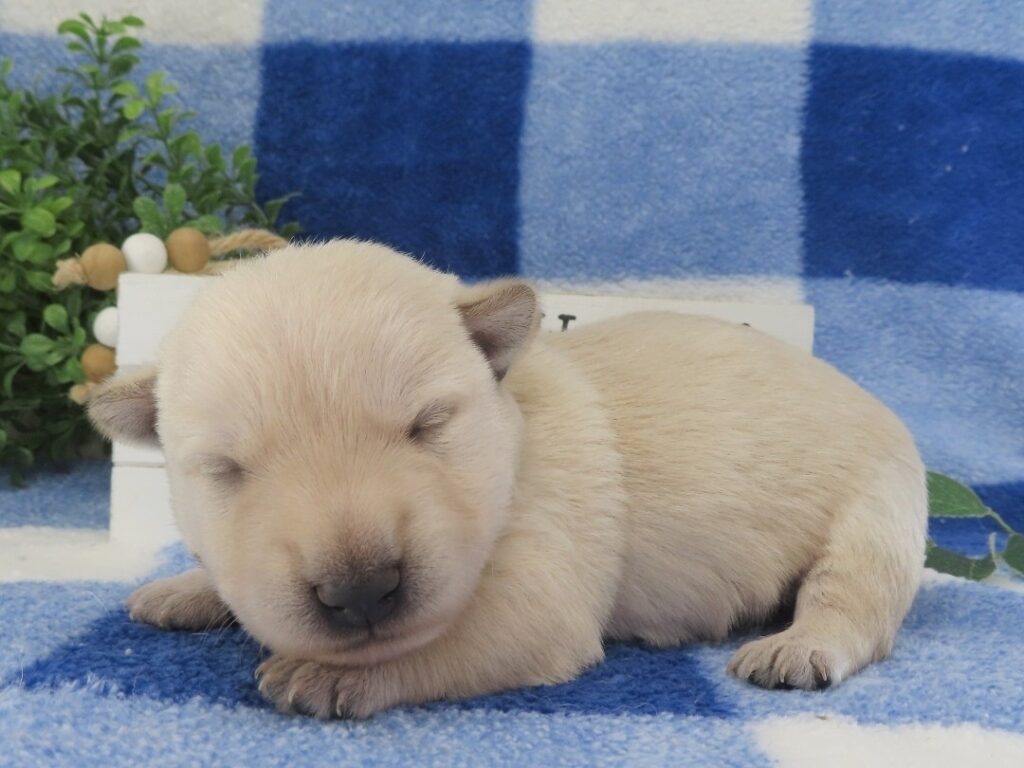 Maximillion 2wk 5