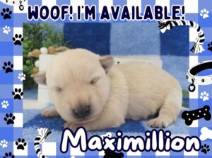 Maximillion 2wk FT
