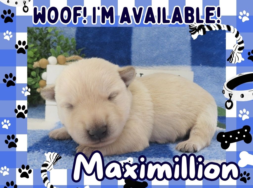 Maximillion 2wk FT