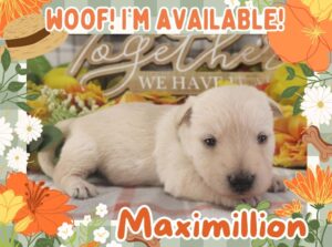 Maximillion 3wk FT