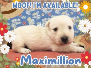Home 10 Maximillion 4wk FT