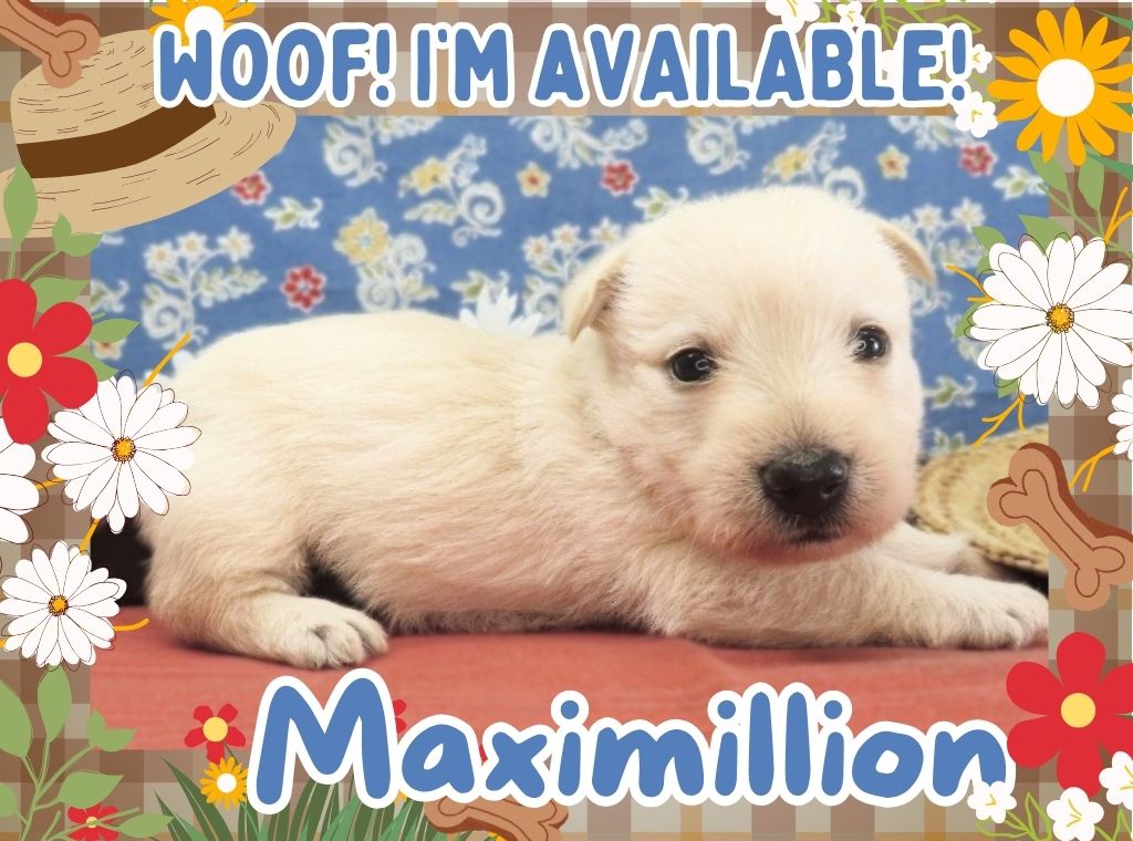 Maximillion 4wk FT