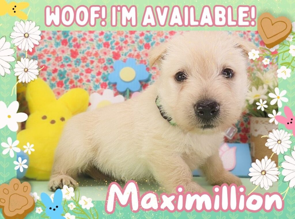Maximillion 5wk FT