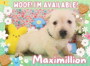 Maximillion 5wk FT