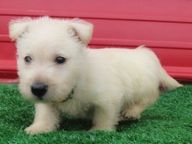 Maximillion 6wk