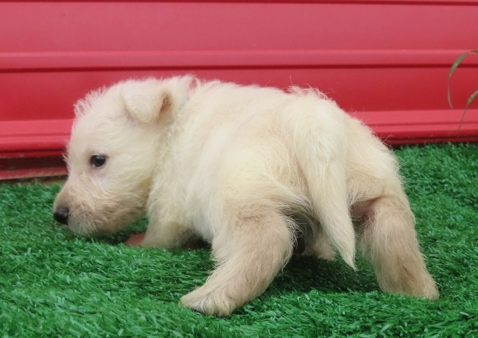 Maximillion 6wk