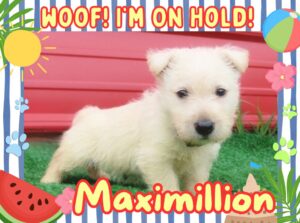 Home 9 Maximillion 6wk FT 2