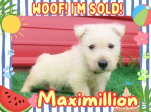 Maximillion 6wk FT 3