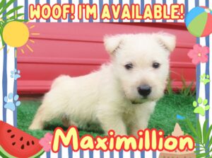 Home 9 Maximillion 6wk FT