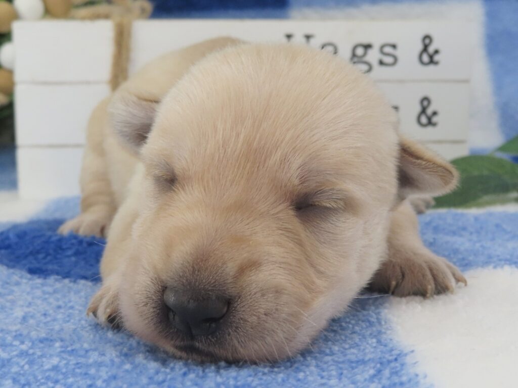 Melody 2wk 1