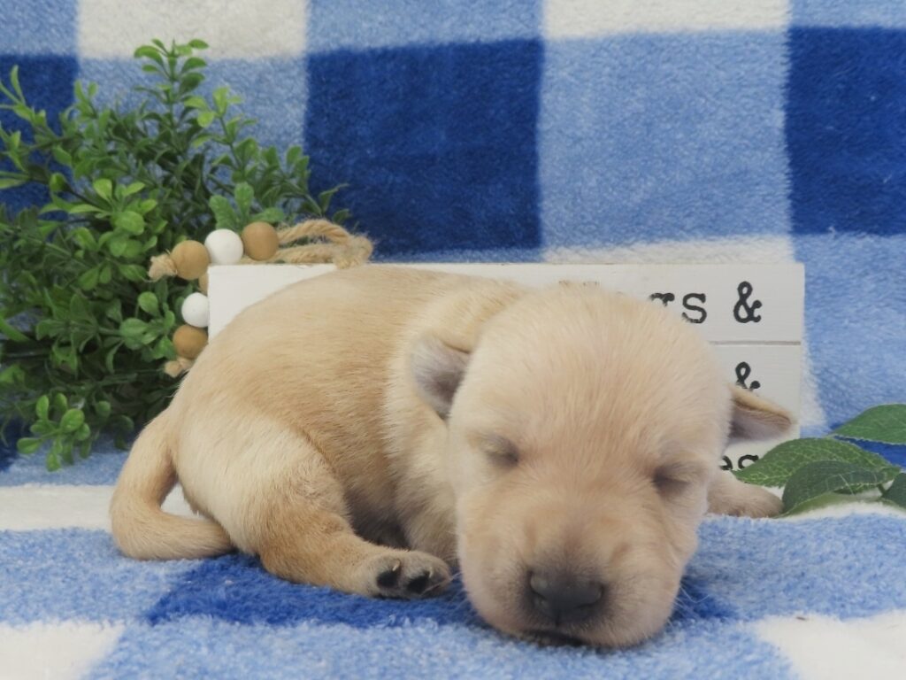 Melody 2wk 4