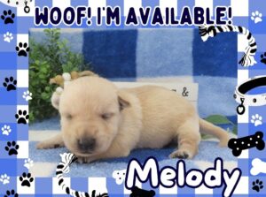 Melody 2wk FT