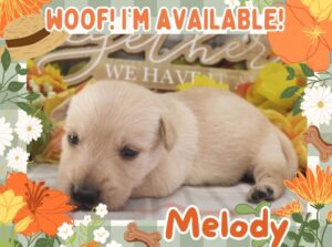 Melody 3wk FT