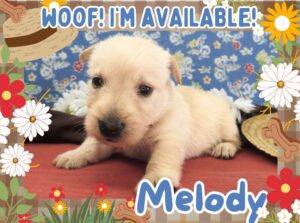Home 15 Melody 4wk FT
