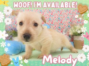 Melody 5wk FT