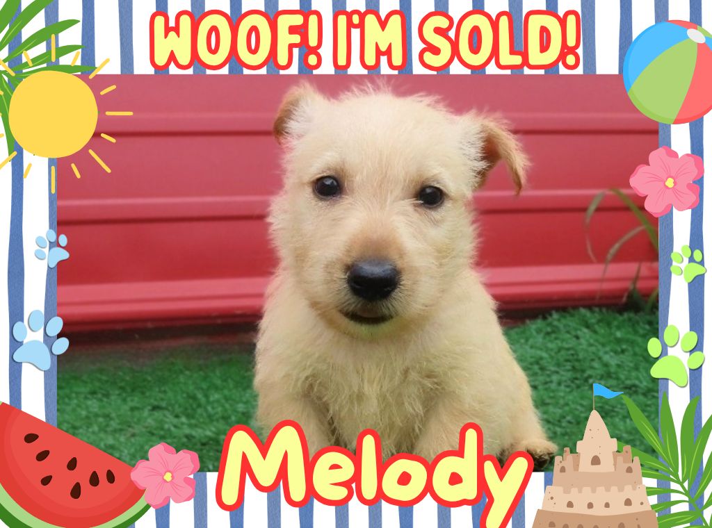 Melody 6wk FT 3