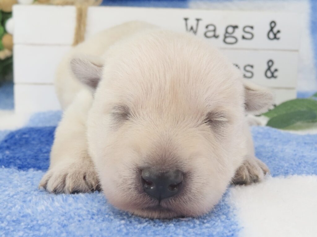 Meredith 2wk 1