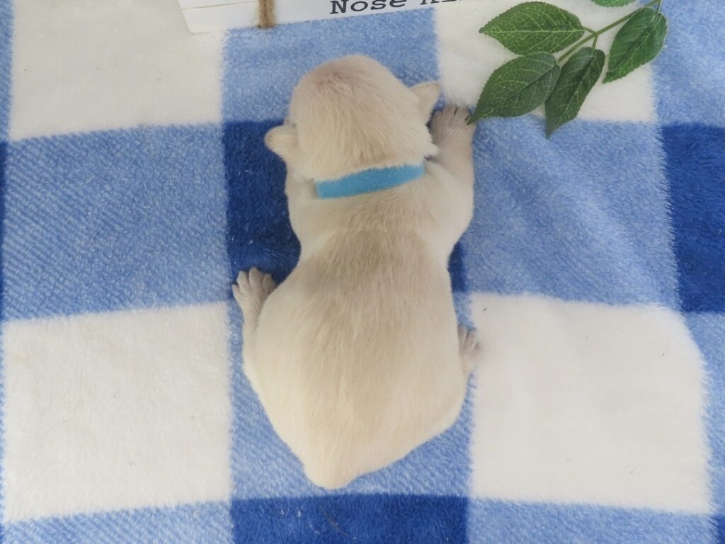 Meredith 2wk 3