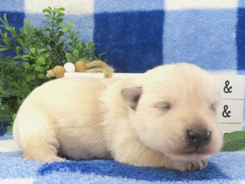 Meredith 2wk 4