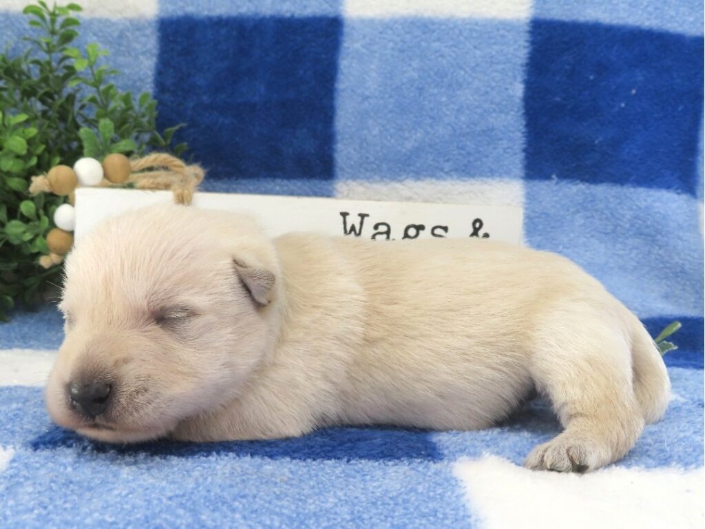 Meredith 2wk 5