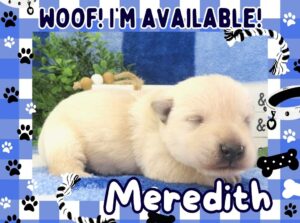 Meredith 2wk FT