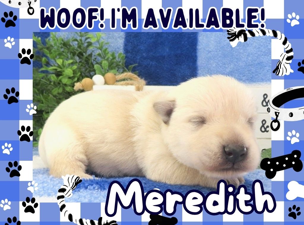 Meredith 2wk FT