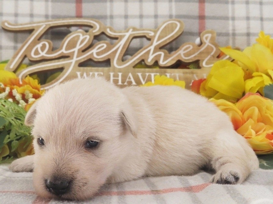 Meredith 3wk 2