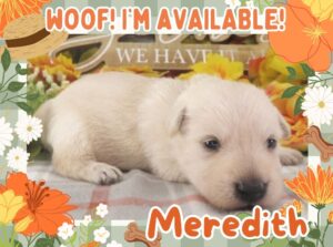 Meredith 3wk FT