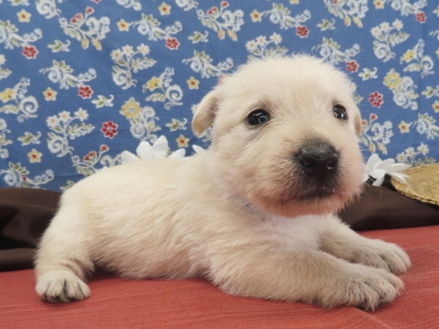 Meredith 4wk 2