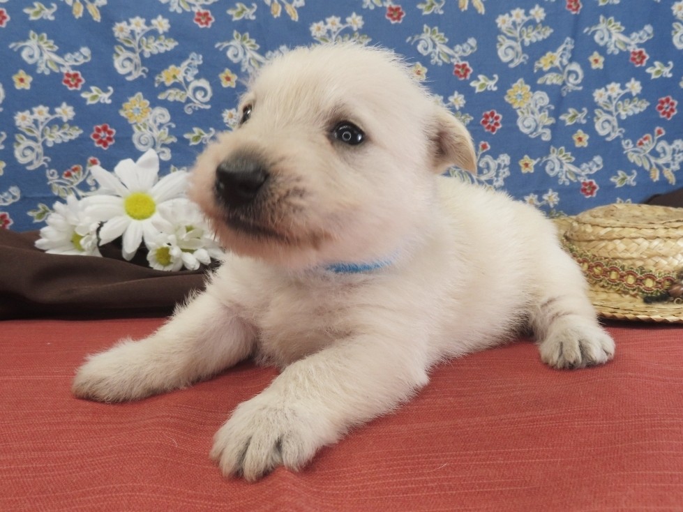 Meredith 4wk 5