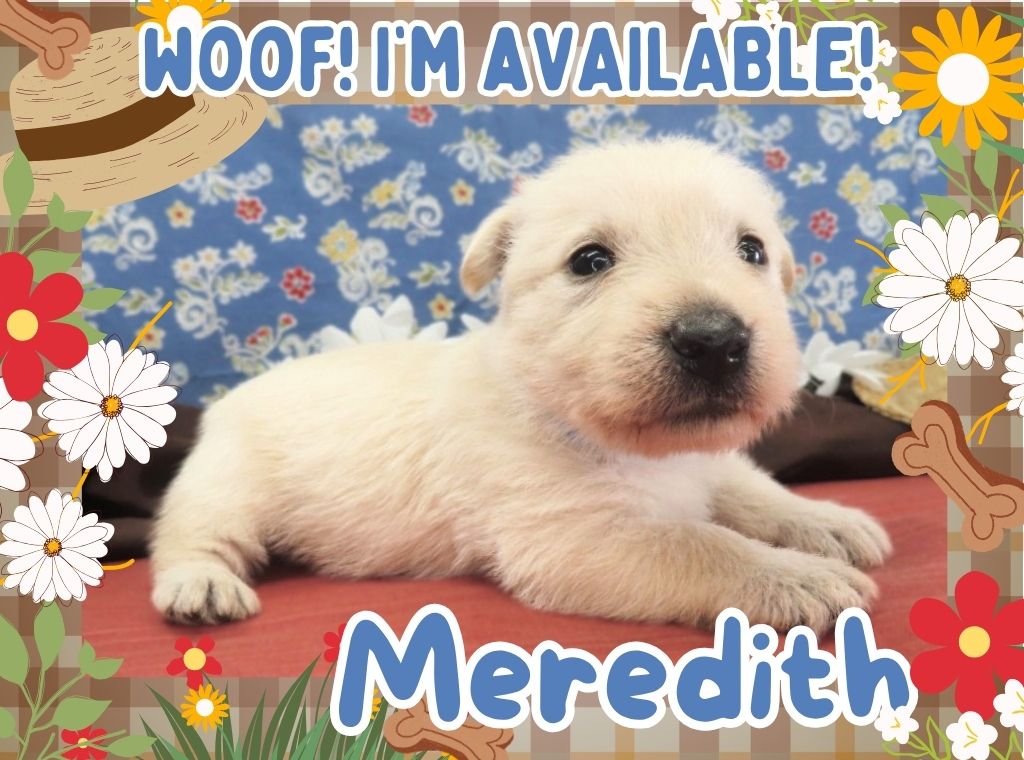 Meredith 4wk FT