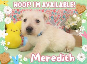 Meredith 5wk FT
