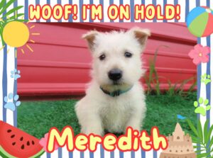 Home 15 Meredith 6wk FT 2