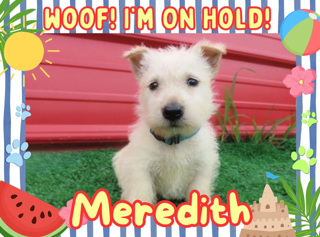 Meredith 6wk FT 2