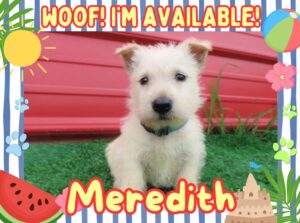 Home 15 Meredith 6wk FT