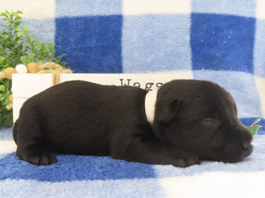 Mimi 2wk 3