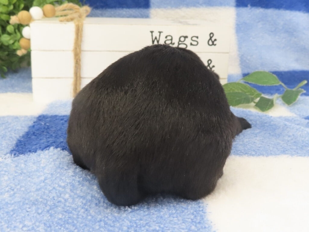 Mimi 2wk 4