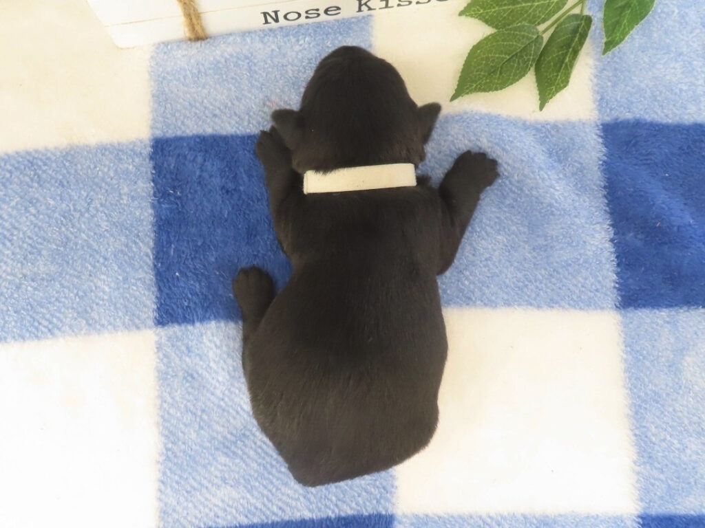 Mimi 2wk 5