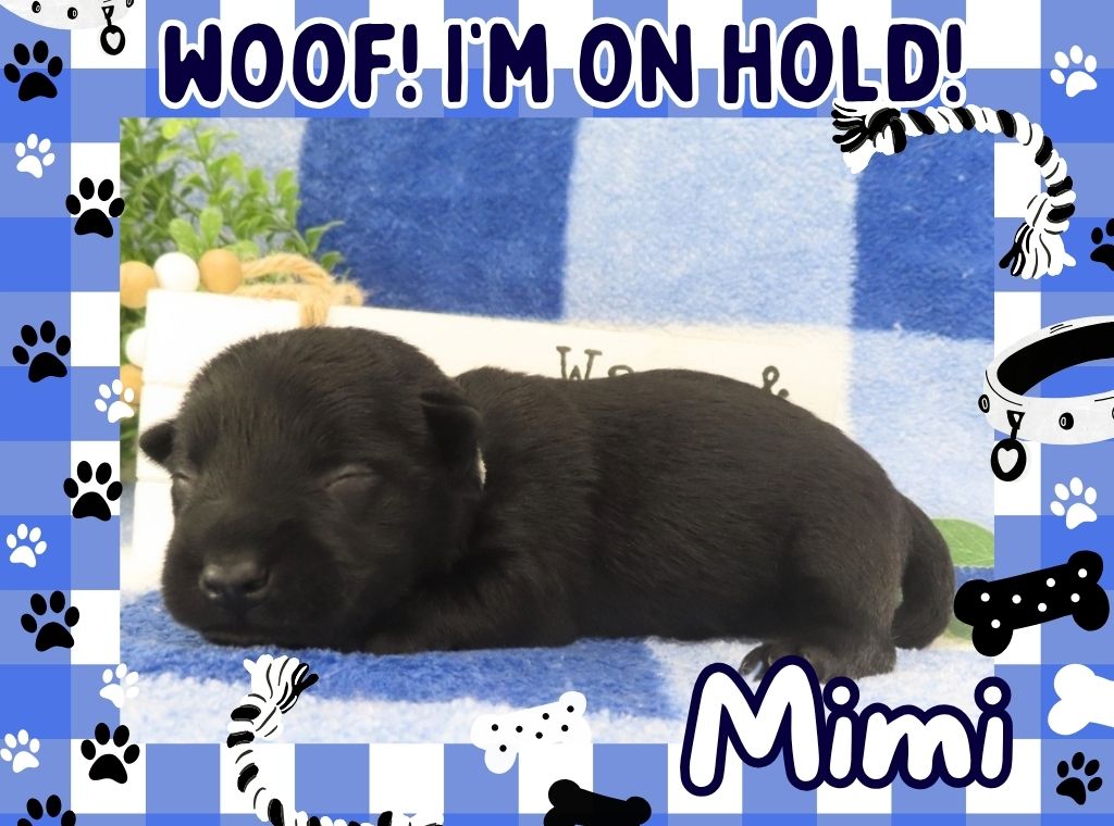Mimi 2wk FT 2